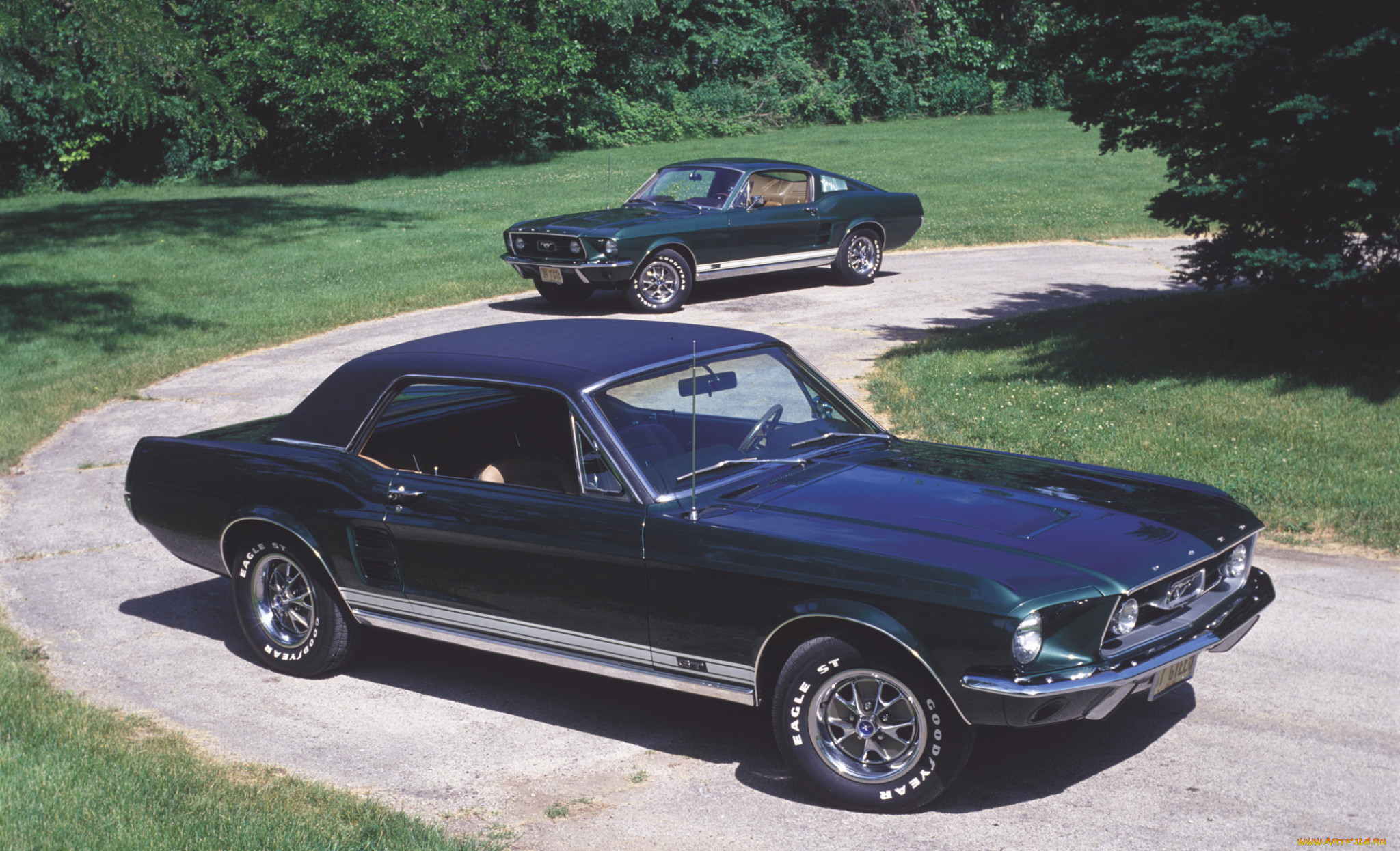 , mustang